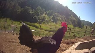 Farm surveillance of birds - stunning Australian Pit Game Rooster