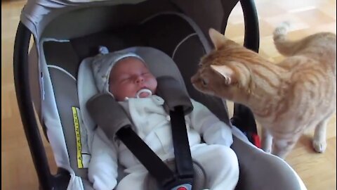 Cats Meeting Babies For The First Time ✓ Compilation