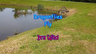 Dragonflies Fly – It’s Wild