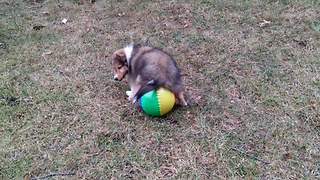 "Puppy Plays With Ball"