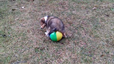 "Puppy Plays With Ball"
