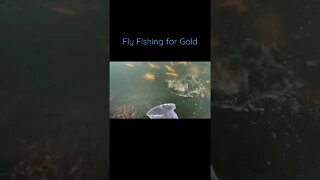 Fly Fishing for Gold #shorts
