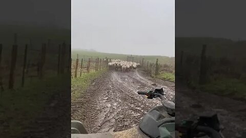 A HERDING DOG AT WORK