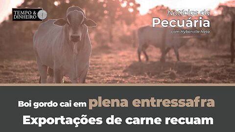 Boi gordo cai em plena entressafra. Exportações de carne recuam . Veja a análise das exportações.