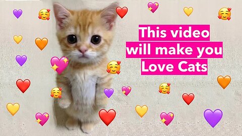 This Video Will Make You Love Cats