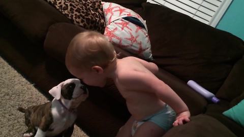 "Baby Barks At A Bulldog Puppy"