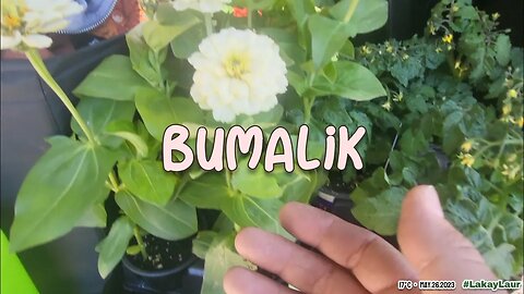 BUMALiK 🍁