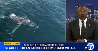 Urgent search for entangled whale spotted off SoCal coast | ABC7