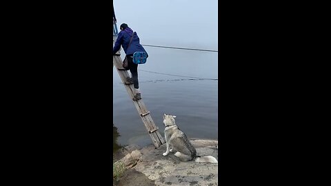 Smart husky climbs ladder to board boat with people.
