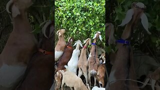 GOAT Feeding Frenzy!