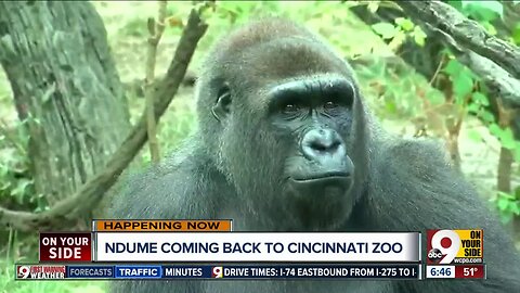 Ndume the gorilla coming home to the Cincinnati Zoo