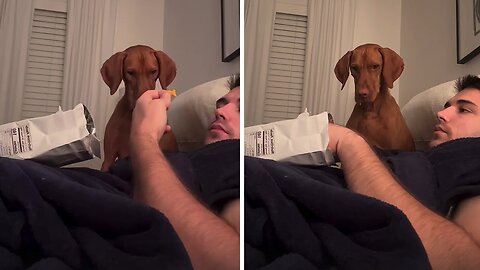 Hungry pup hilariously drools over goldfish snack..