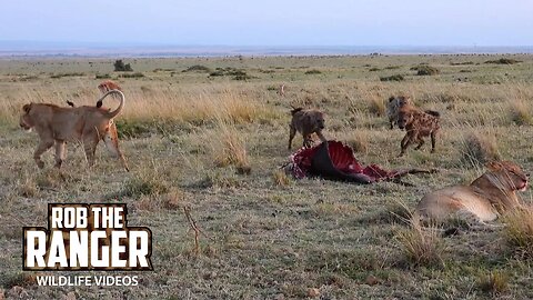 Hyenas Take Over Lions Meal | Lalashe Maasai Mara Safari