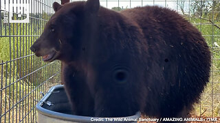 Bear Famed for Breaking and Entering "HANK THE TANK" Given New Home at Colorado Wildlife Refuge