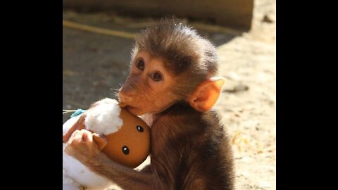 Cute Baboon cub Sooking - FUNNIEST Compilation