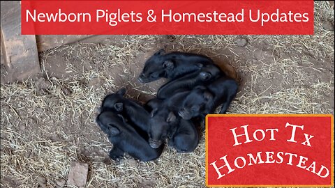 New Piglets and Other Updates!