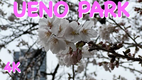 Cherry Blossoms in Japan: A Springtime Spectacle in Ueno