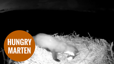 Pine marten snatched three eggs laid by osprey