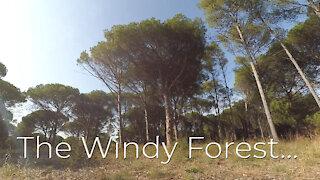 The Windy Forest...