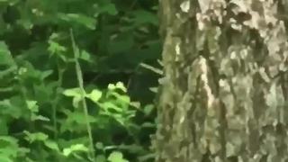VIDEO: HUGE snake spotted on trail in Hancock County