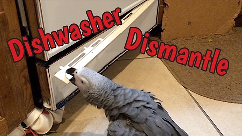 Parrot helps to dismantle broken dishwasher