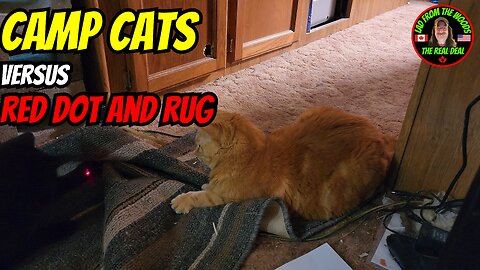 06-02-24 | Camp Cats Versus Red Dot And Rug