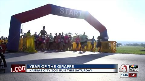 Kansas City Zoo run happening this Saturday