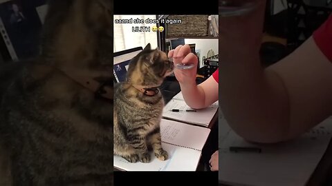 Funny Animal Videos Of The Day 013! #dankmemes #animals #dankmemes #memes