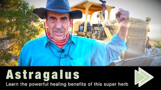 10 Astragalus Benefits for Health