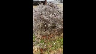 Memphis Ice Storm 2022 Part 2