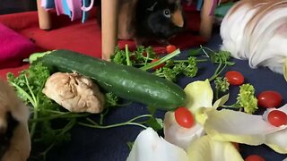 Guinea pigs love tomato 🍅 and fergus has got a new haircut