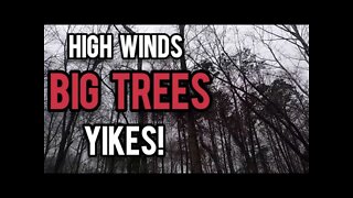 High Winds Big Trees Yikes! West Tennessee - Ann's Tiny Life