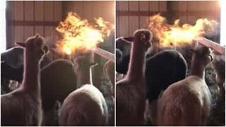 Un alpaca o un dragone sputafuoco?