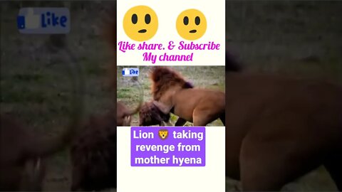 Lion taking revenge from mother Hyena @#youtubeshorts #shorts #shortsfeed
