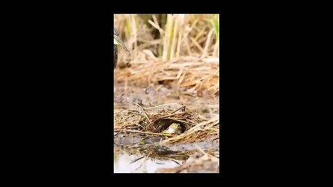 Nature: Unexpected ending for Bird vs Toad