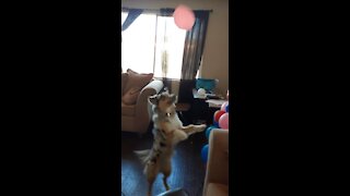 Akila Playing with Ballons