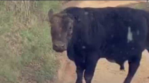 Un taureau se gratte et en profite pour bloquer la circulation