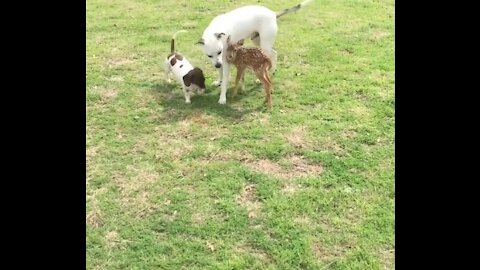 Friendly dogs obsessed with new rescue fawn addition