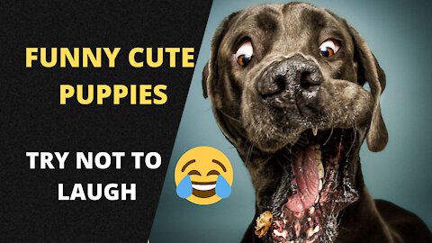 Cute Funny and Smart Dogs - Try Not to Laugh
