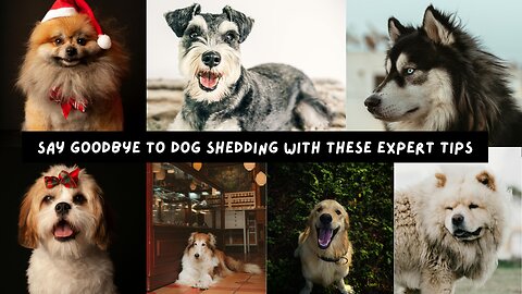 Say Goodbye to Dog Shedding with These Expert Tips