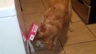 Dog rescues puppy with box stuck on her head