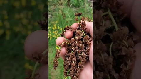 Getting licked by a bee, and harvesting sorrel seed