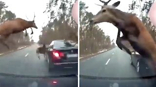 Cars caught in the middle of an epic deer stampede