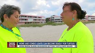 Condo lighting causing turtle hatchlings to die