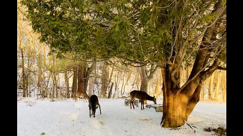 Beautiful and cute deer family in Winter Canada
