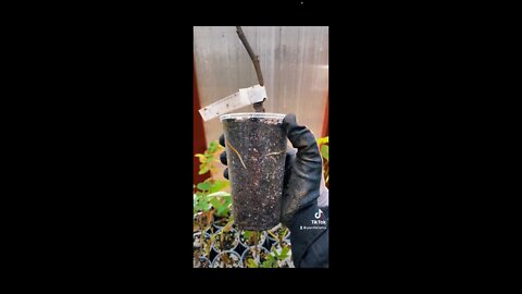 How To Root Fig Cuttings/ Best Method To Root Fig Tree Cuttings