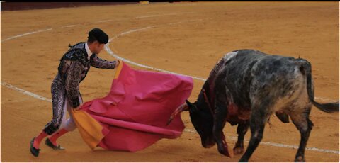 Dangerous Spanish Bull I Aggressive behaviour