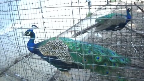 On Our Trip, We Discover Peacocks in a Cage