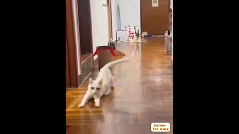 Very funny cat 😂🤣 trending video