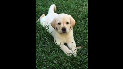 Baby Dog - Funny and Cutest Labrador Puppies